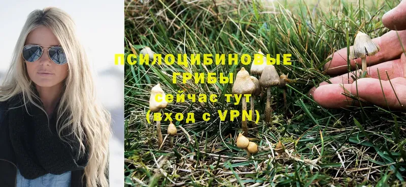 Галлюциногенные грибы Magic Shrooms  Калач 